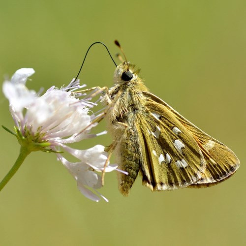 Silver-spotted skipperon RikenMon's Nature.Guide