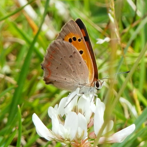 Small copperon RikenMon's Nature.Guide