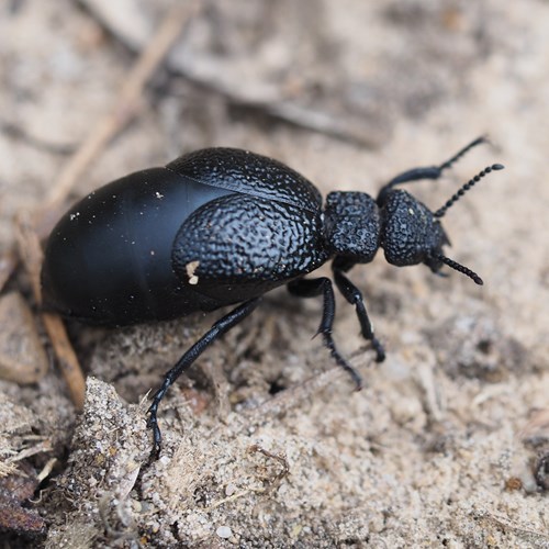 Black Oil Beetleon RikenMon's Nature.Guide