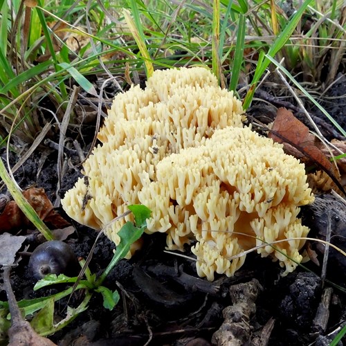 Ramaria aurea [L.]on RikenMon's Nature.Guide
