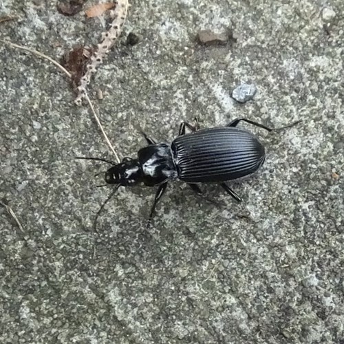 Black ground beetleon RikenMon's Nature.Guide