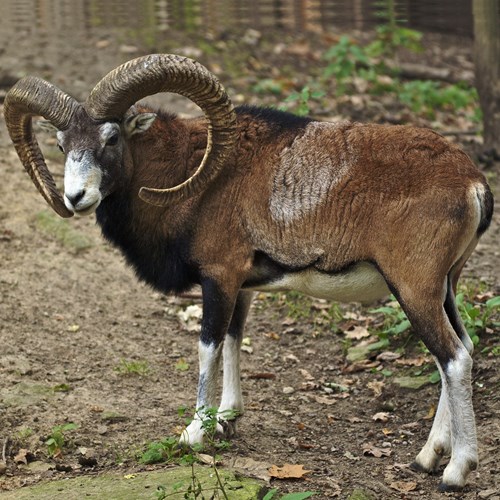 Mouflonon RikenMon's Nature.Guide