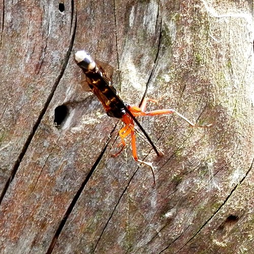 Dolichomitus imperator [L.]Em Nature.Guide de RikenMon