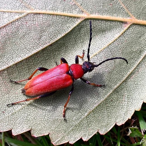 Red longhorn beetleon RikenMon's Nature.Guide