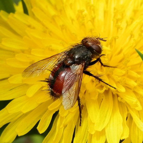 Tachina fera [L.]on RikenMon's Nature.Guide