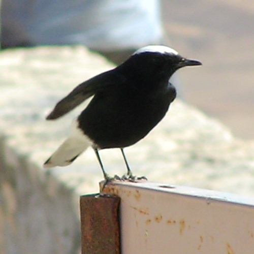 White-crowned wheatearon RikenMon's Nature.Guide