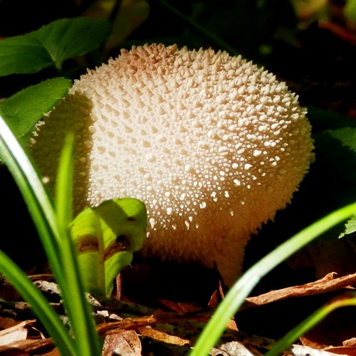 Common puffballon RikenMon's Nature.Guide