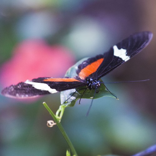 Clysonymus Longwingon RikenMon's Nature.Guide