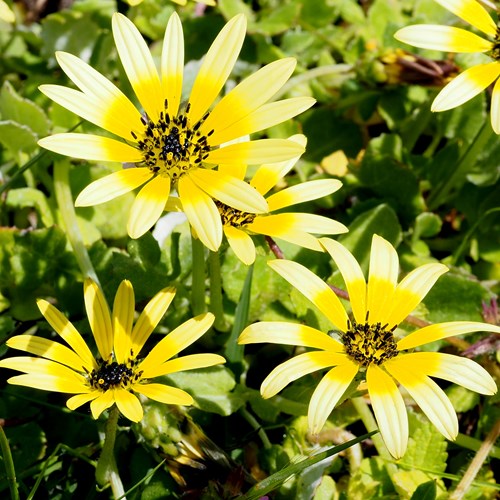 Cape marigoldon RikenMon's Nature.Guide