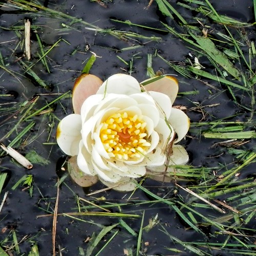 White waterlilyon RikenMon's Nature.Guide