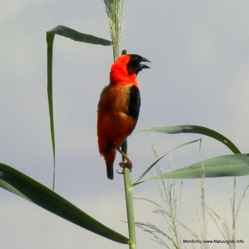 Southern red bishopon RikenMon's Nature.Guide