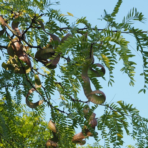 Christusdoornop RikenMon's Natuurgids