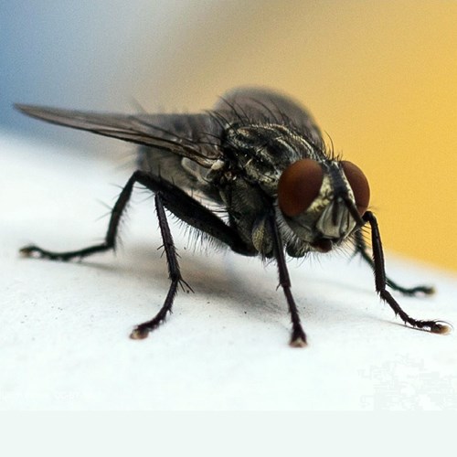Houseflyon RikenMon's Nature.Guide