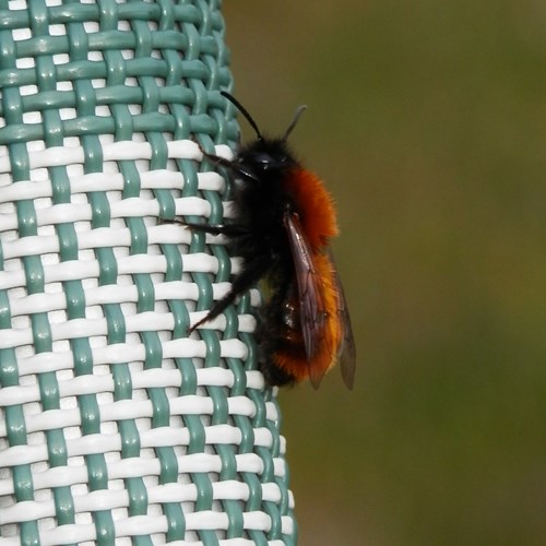 Tawny mining beeon RikenMon's Nature.Guide