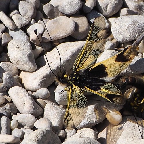 Libelloides longicornis [L.]on RikenMon's Nature.Guide