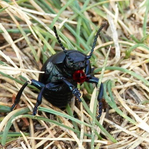 Bloody-nosed beetleon RikenMon's Nature.Guide