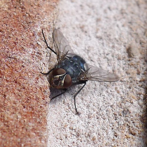 Urban bluebottle blowflyon RikenMon's Nature.Guide