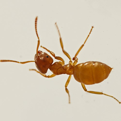 Formiga-amarela-do-pradoEm Nature.Guide de RikenMon