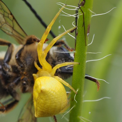 Thomisus onustus [L.]on RikenMon's Nature.Guide