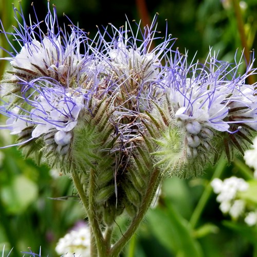 Blue tansyon RikenMon's Nature.Guide