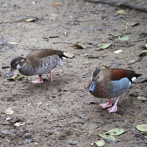 Alzavola anellatasu guida naturalistica di RikenMon