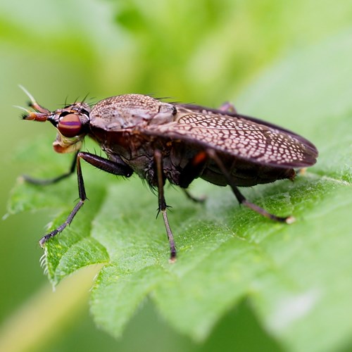 Coremacera marginata [L.]on RikenMon's Nature.Guide