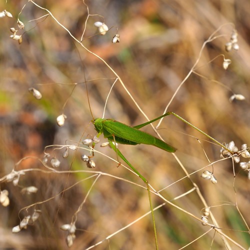 Mediterranean Katydidon RikenMon's Nature.Guide