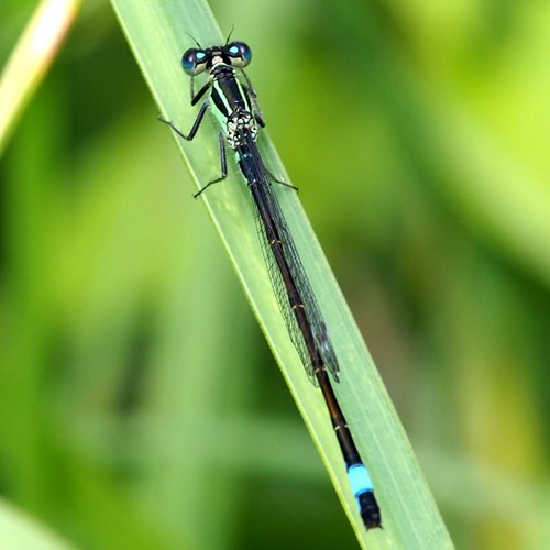 Blue-tailed damselflyon RikenMon's Nature.Guide