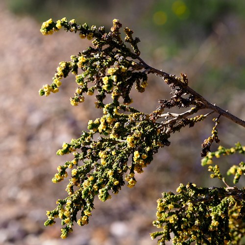Thymelaea hirsuta [L.]on RikenMon's Nature.Guide