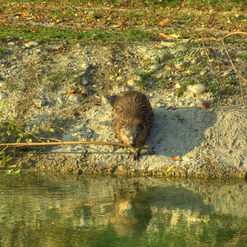 Eurasian beaveron RikenMon's Nature.Guide