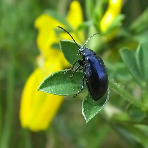 Alder leaf beetleon RikenMon's Nature.Guide