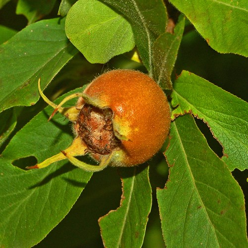 Medlaron RikenMon's Nature.Guide