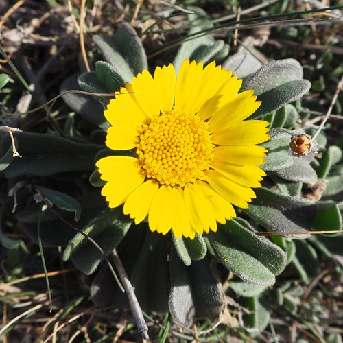Pallenis maritima [L.]on RikenMon's Nature.Guide