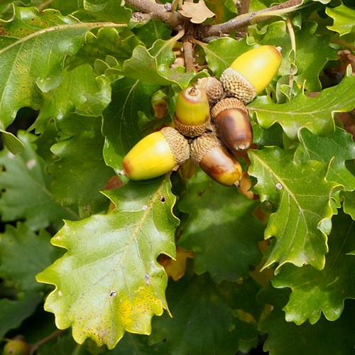 Sessile oakon RikenMon's Nature.Guide
