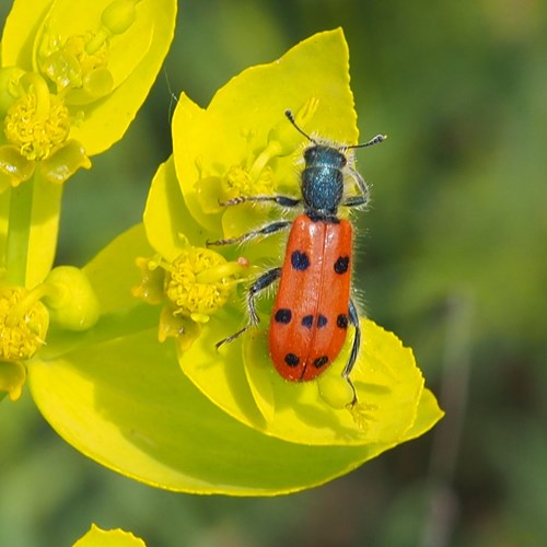 Trichodes octopunctatus [L.]on RikenMon's Nature.Guide