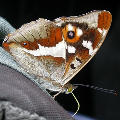 Purple emperoron RikenMon's Nature.Guide