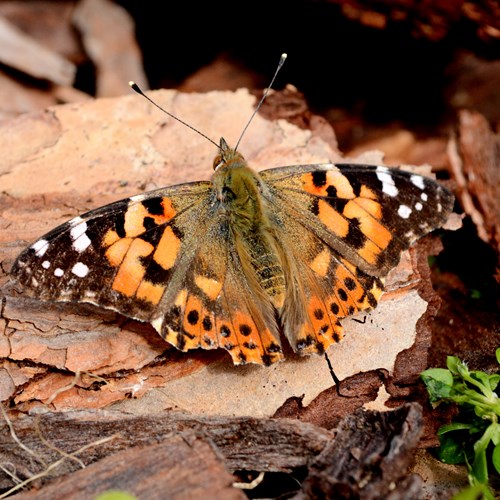 Painted ladyon RikenMon's Nature.Guide