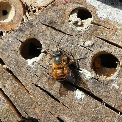 Red mason beeon RikenMon's Nature.Guide