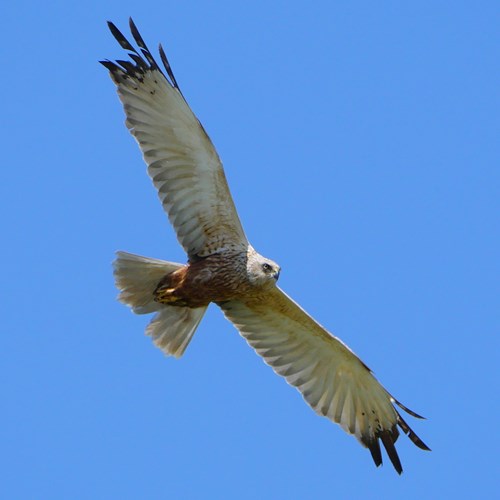 Western marsh harrieron RikenMon's Nature.Guide