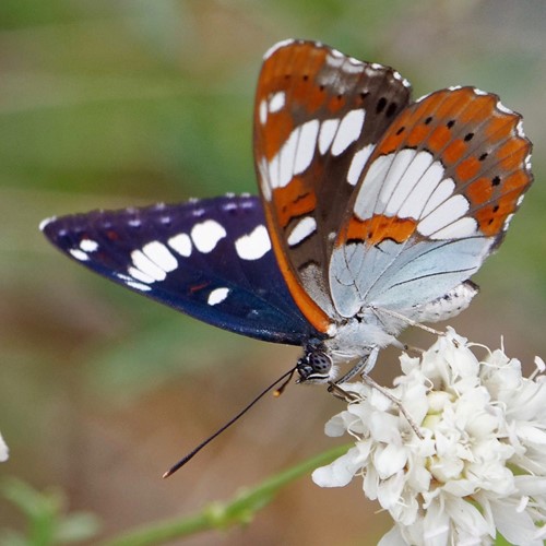 Southern white admiralon RikenMon's Nature.Guide