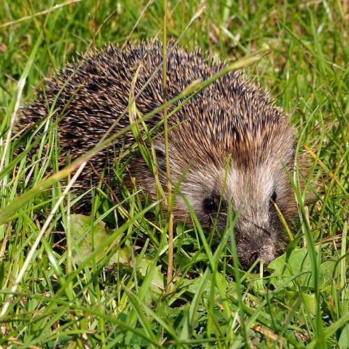 Hedgehogon RikenMon's Nature.Guide