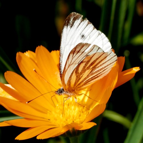 Green-veined whiteon RikenMon's Nature.Guide