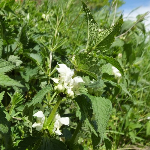 White nettleon RikenMon's Nature.Guide