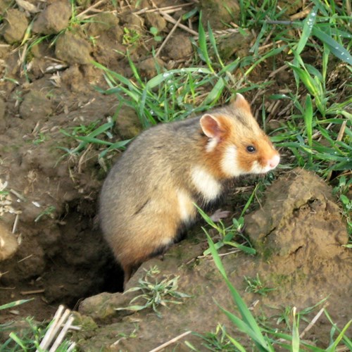 Hamsteron RikenMon's Nature.Guide
