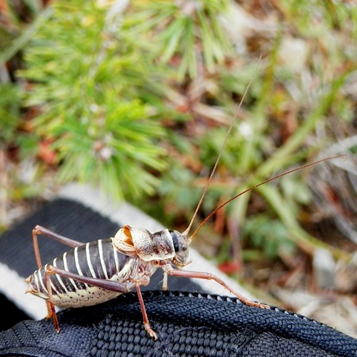 Ephippiger cruciger [L.]on RikenMon's Nature.Guide