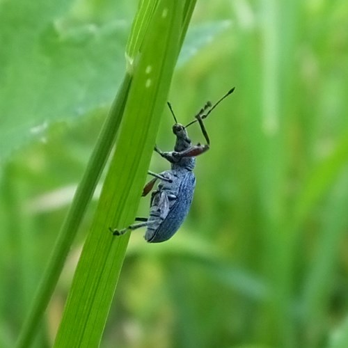 Nettle weevilon RikenMon's Nature.Guide