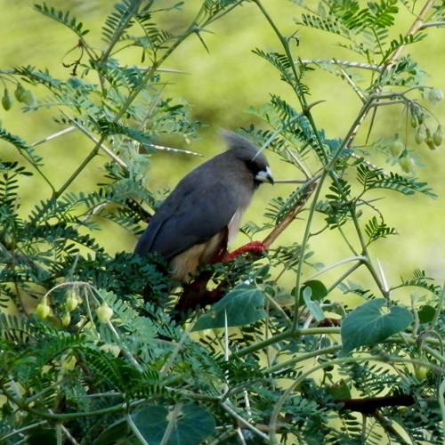 White-backed mousebirdon RikenMon's Nature.Guide