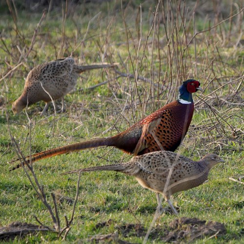 Pheasanton RikenMon's Nature.Guide