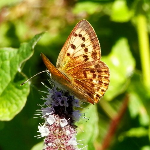 Scarce copperon RikenMon's Nature.Guide