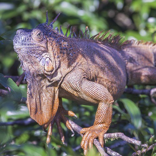 Green Iguanaon RikenMon's Nature.Guide